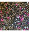 Rapid Pellet Box Faeper aromával 400g+150ml