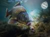 D SNAX SHELL csali Wafters - Rák-Krill 14mm