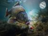 D SNAX SHELL csali Wafters - Sajt-Máj 10mm