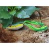Dancer Frog 45mm 1/4Oz(7g) Weed