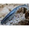 Power Shad Dual 5 cm Black Silver 20 db, plasztik csali