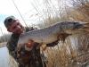 Original Floater 9cm/5g Shad F09SD