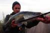 Shallow Shad Rap 5cm/5g Live Roach SSR05ROL