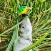 Super Teeny Wee-R - Tennessee Shad 3,8cm/3,6g