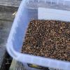 Premium method B1 pellet box 400g natúr