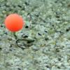 Upters Method Ball 10mm 8db N-Butyric Acid