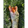 Twin Jig 7156 - Green 2db - 3/0-11g