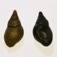 ENTERPRISE TACKLE Imitation Snails - csiga imitáció
