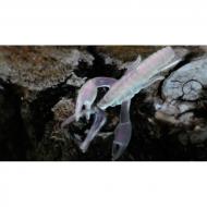 RAPTURE Ulc Alive Craw 5cm/1.8g Pearl pink 12db, lágygumi csali